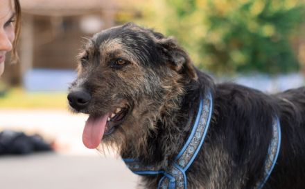 Wo Mika ist, ist das Herz zuhause.