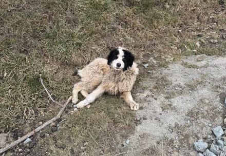 Ein Platz zum Heilen gesucht für Remus