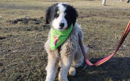 Ein Platz zum Heilen gesucht für Remus