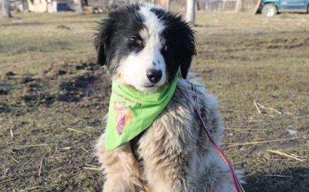 Ein Platz zum Heilen gesucht für Remus