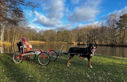 Großer Schweizer Sennenhund Deckrüde EGON "von den Berliner Zughunden"