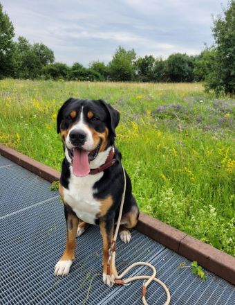 Großer Schweizer Sennenhund Deckrüde EGON "von den Berliner Zughunden"