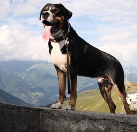 Großer Schweizer Sennenhund Deckrüde EGON "von den Berliner Zughunden"