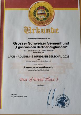 Großer Schweizer Sennenhund Deckrüde EGON "von den Berliner Zughunden"