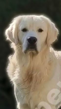 Golden Retriever vom Eisenmond