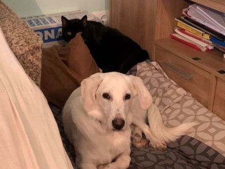 Wunderschöner FANTINO sucht seine Familie