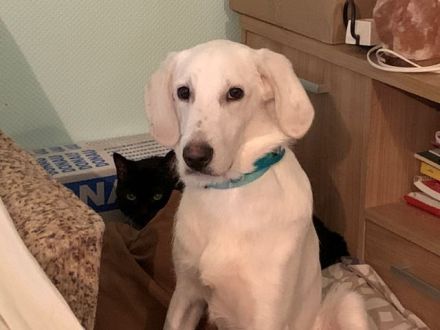 Wunderschöner FANTINO sucht seine Familie