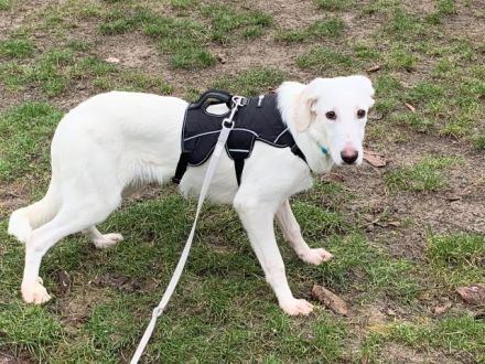 Wunderschöner FANTINO sucht seine Familie