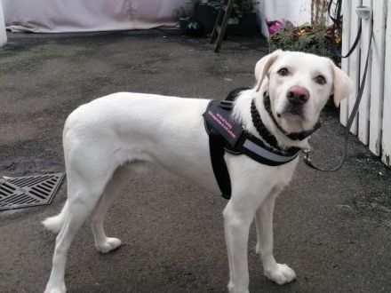 FEDRO sucht sein geeignetes, hundeerfahrenes Zuhause