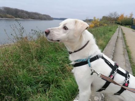 FEDRO sucht sein geeignetes, hundeerfahrenes Zuhause