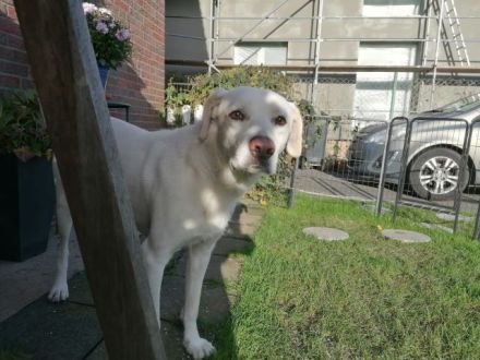 FEDRO sucht sein geeignetes, hundeerfahrenes Zuhause