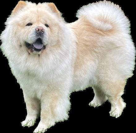 Chow Chow vom Tiergarten