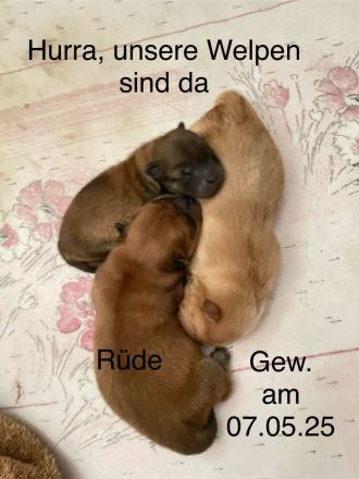 Chow Chow vom Tiergarten