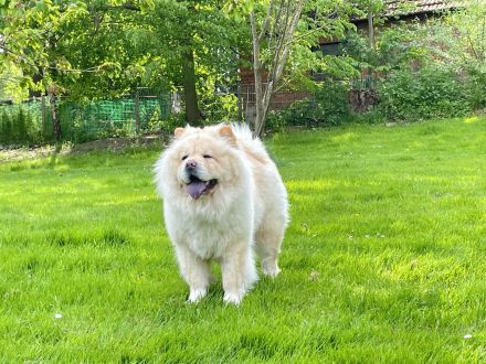 Chow Chow Welpen geboren