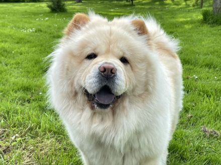 Chow Chow Welpen geboren
