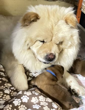 Chow Chow Welpen geboren