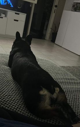 Französische Bulldogge