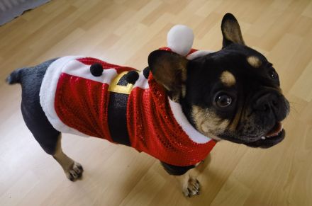 Französische Bulldogge