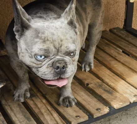 Französische Bulldogge
