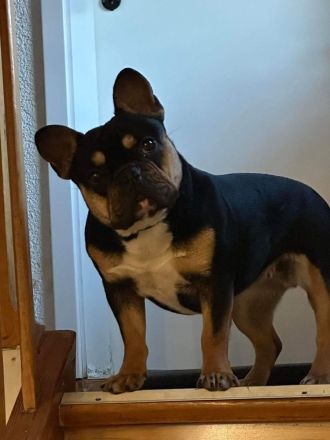 Französische Bulldogge