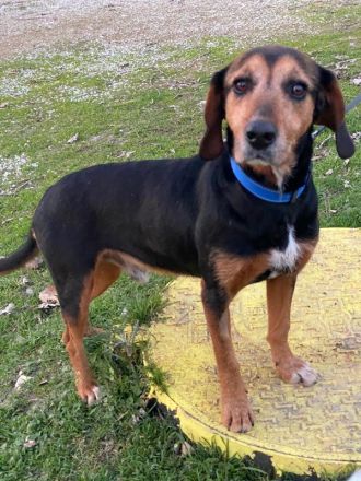 Antonakis, geb. ca. 02/2020, lebt in GRIECHENLAND, auf einer privaten Pflegestelle