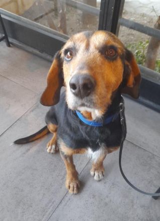 Antonakis, geb. ca. 02/2020, lebt in GRIECHENLAND, auf einer privaten Pflegestelle