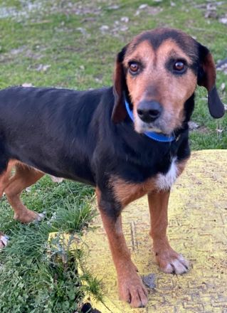 Antonakis, geb. ca. 02/2020, lebt in GRIECHENLAND, auf einer privaten Pflegestelle