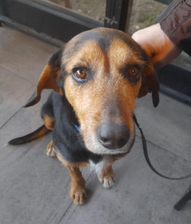 Antonakis, geb. ca. 02/2020, lebt in GRIECHENLAND, auf einer privaten Pflegestelle