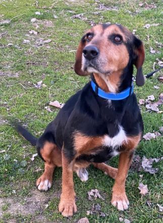 Antonakis, geb. ca. 02/2020, lebt in GRIECHENLAND, auf einer privaten Pflegestelle