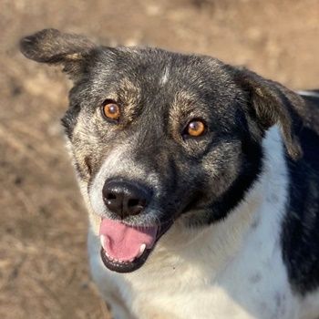 Degro, geb. ca. 01/2023, lebt in GRIECHENLAND, im städt. Tierheim Serres