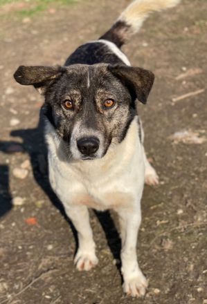 Degro, geb. ca. 01/2023, lebt in GRIECHENLAND, im städt. Tierheim Serres