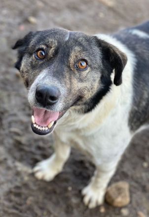 Degro, geb. ca. 01/2023, lebt in GRIECHENLAND, im städt. Tierheim Serres