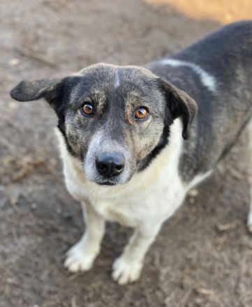 Degro, geb. ca. 01/2023, lebt in GRIECHENLAND, im städt. Tierheim Serres