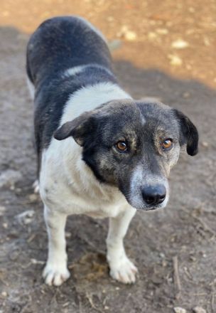 Degro, geb. ca. 01/2023, lebt in GRIECHENLAND, im städt. Tierheim Serres