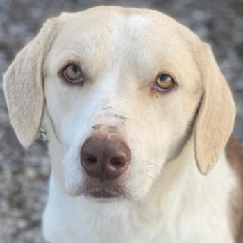 Lincoln, geb. ca. 01/2024, lebt in GRIECHENLAND, im städt. Tierheim Serres