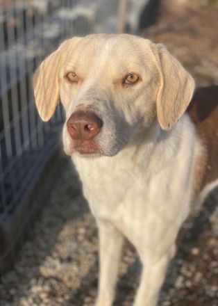 Lincoln, geb. ca. 01/2024, lebt in GRIECHENLAND, im städt. Tierheim Serres