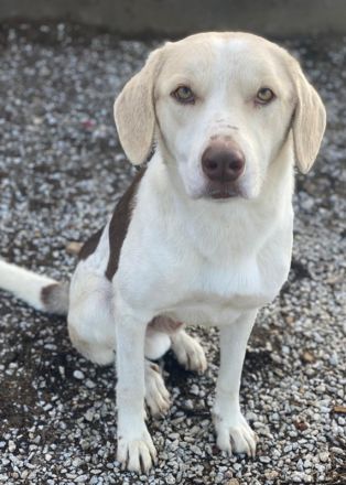 Lincoln, geb. ca. 01/2024, lebt in GRIECHENLAND, im städt. Tierheim Serres