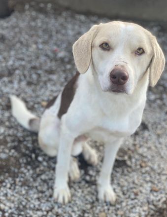 Lincoln, geb. ca. 01/2024, lebt in GRIECHENLAND, im städt. Tierheim Serres