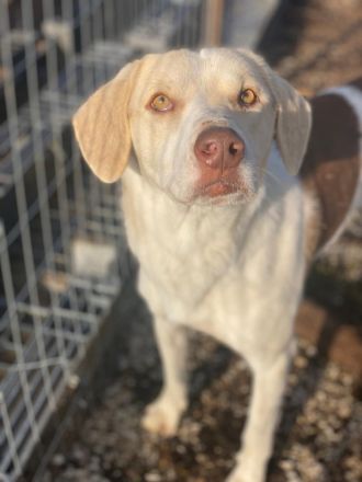Lincoln, geb. ca. 01/2024, lebt in GRIECHENLAND, im städt. Tierheim Serres