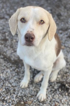 Lincoln, geb. ca. 01/2024, lebt in GRIECHENLAND, im städt. Tierheim Serres