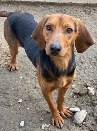 Ted, geb. ca. 01/2023, lebt in GRIECHENLAND, auf einer privaten Pflegestelle