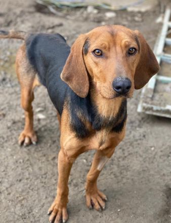 Ted, geb. ca. 01/2023, lebt in GRIECHENLAND, auf einer privaten Pflegestelle