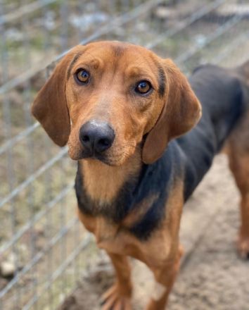 Ted, geb. ca. 01/2023, lebt in GRIECHENLAND, auf einer privaten Pflegestelle