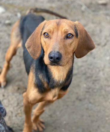 Ted, geb. ca. 01/2023, lebt in GRIECHENLAND, auf einer privaten Pflegestelle