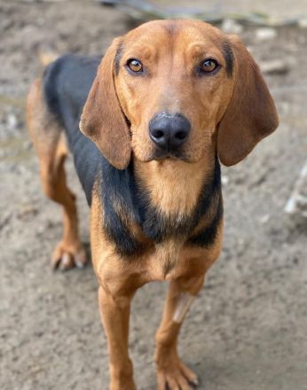 Ted, geb. ca. 01/2023, lebt in GRIECHENLAND, auf einer privaten Pflegestelle