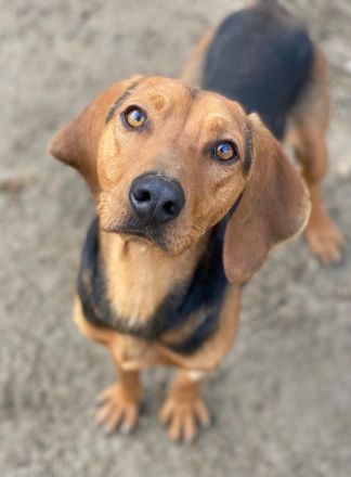 Ted, geb. ca. 01/2023, lebt in GRIECHENLAND, auf einer privaten Pflegestelle