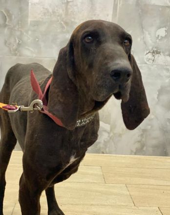 Lasko, geb. ca. 12/2022, lebt in GRIECHENLAND, auf einer privaten Pflegestelle