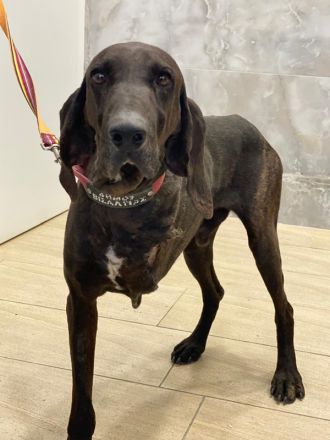 Lasko, geb. ca. 12/2022, lebt in GRIECHENLAND, auf einer privaten Pflegestelle