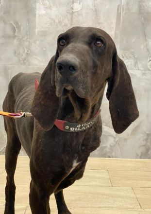 Lasko, geb. ca. 12/2022, lebt in GRIECHENLAND, auf einer privaten Pflegestelle