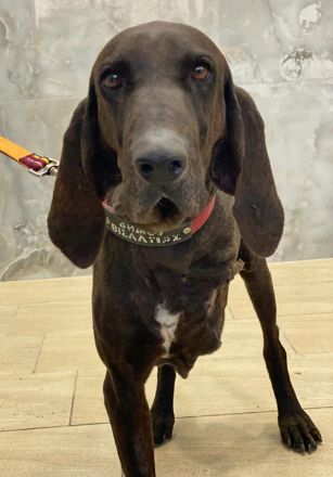 Lasko, geb. ca. 12/2022, lebt in GRIECHENLAND, auf einer privaten Pflegestelle